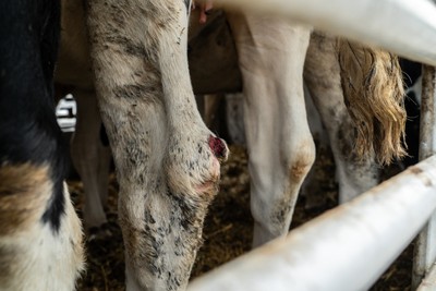 Zraněná kráva v transportu na tureckém odpočívadle - Nevinné oběti